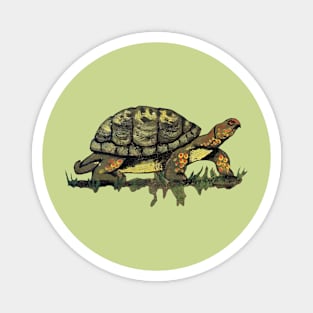 Painted Turtle Magnet